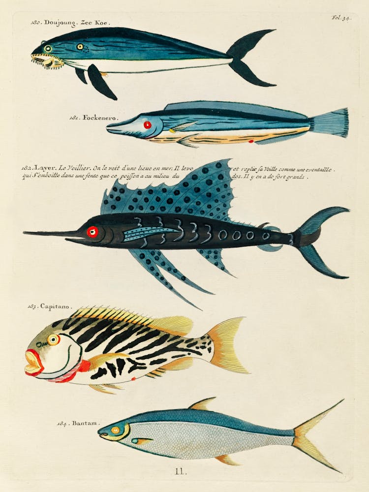 Colourful And Surreal Illustrations Of Fishes Found In Moluccas (Indonesia) And The East Indies, Louis Renard (73)
