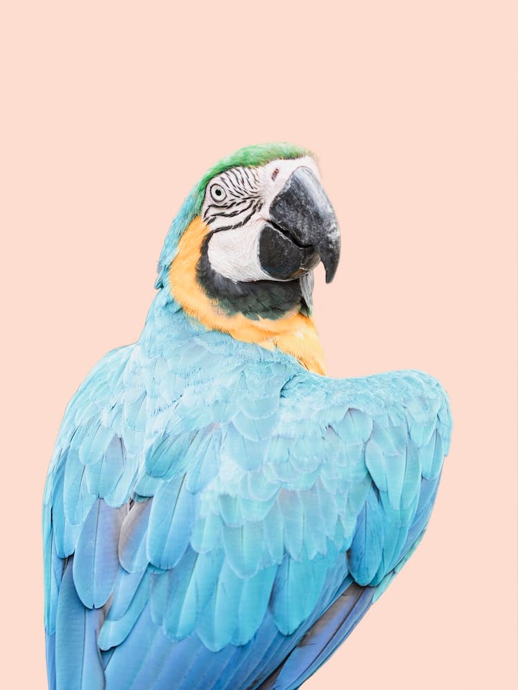 Blue Ara