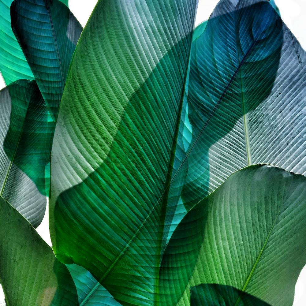 Bali Palm Leaves Blue And Green Square