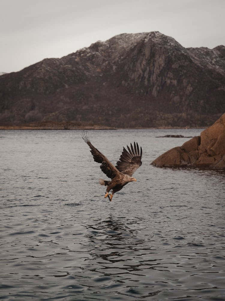 Sea Eagle Over Lake