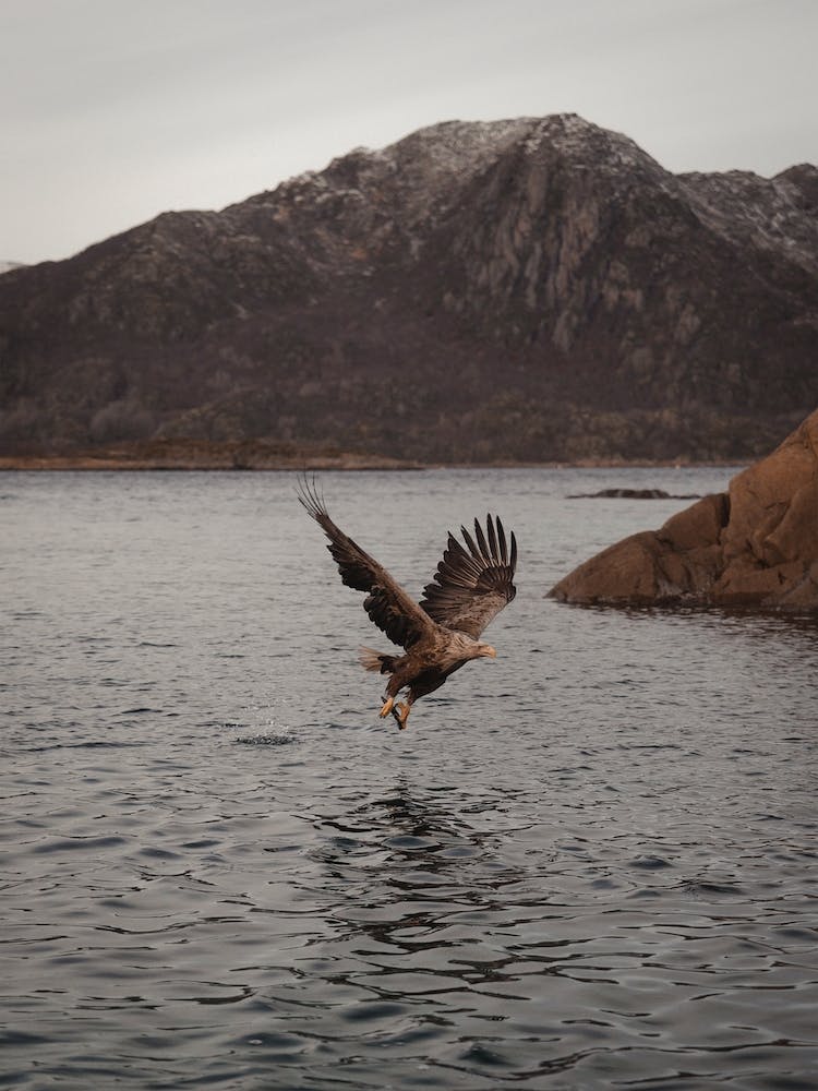 Sea Eagle Over Lake