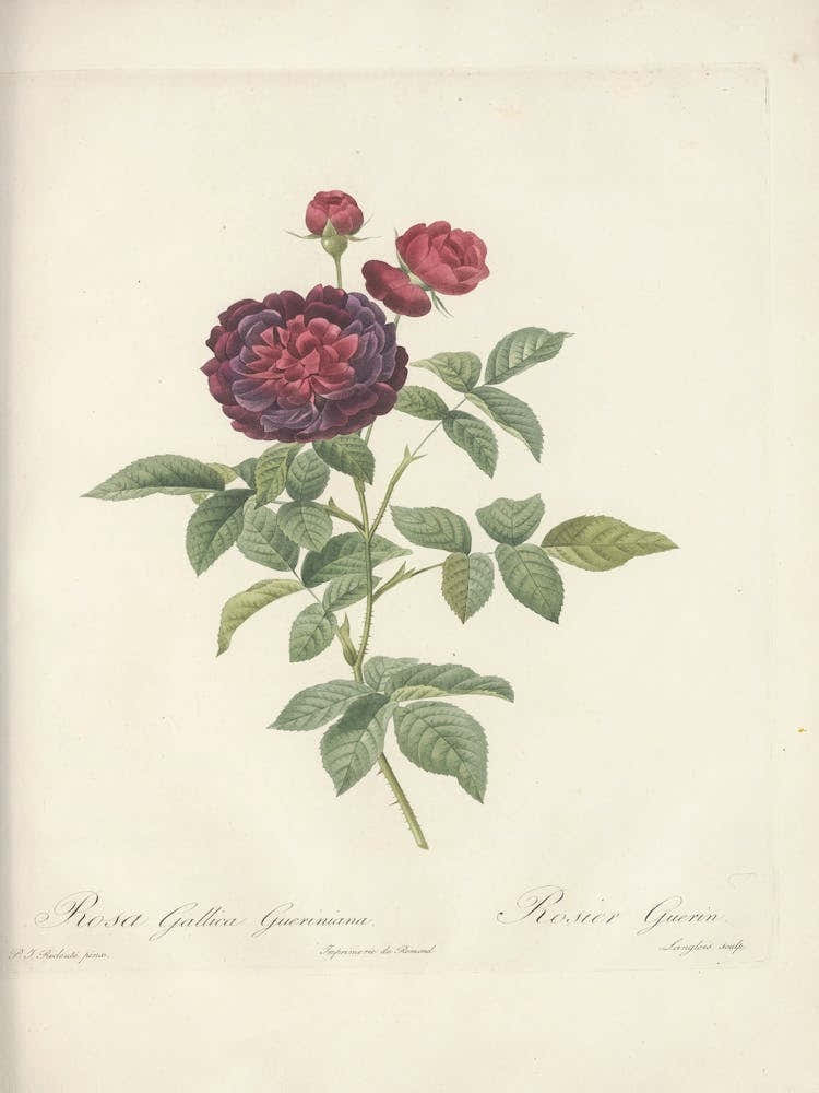 Rose Illustration, Pierre Joseph Redoute (14) 1