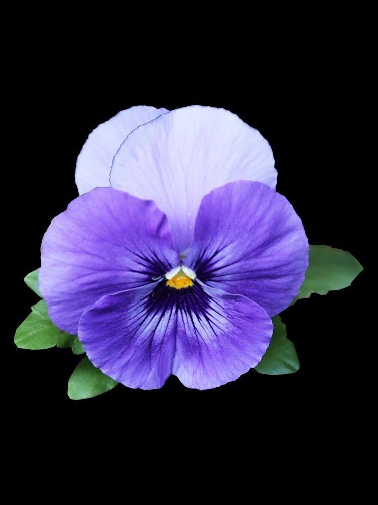 Pansy