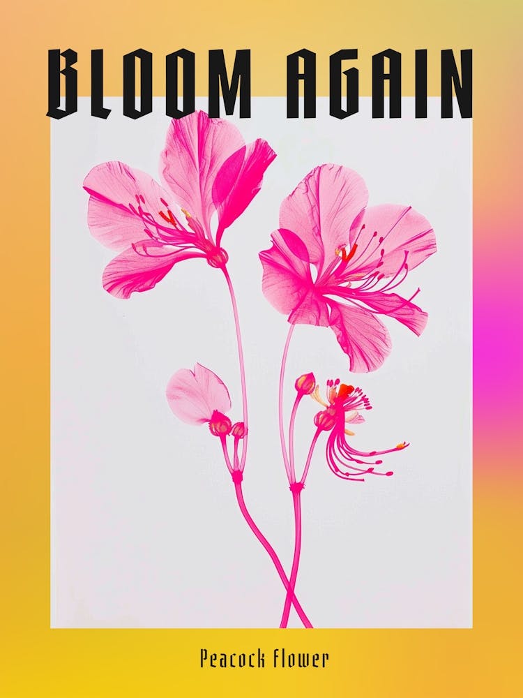 Hot Pink Peacock Flower 2 Poster