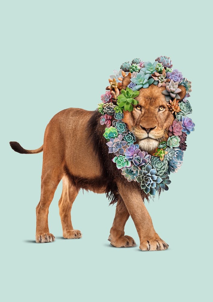 Succulent Lion