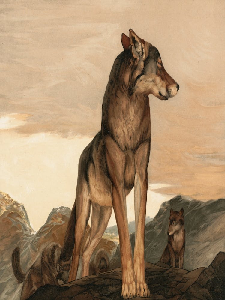 Wolf On A Rock