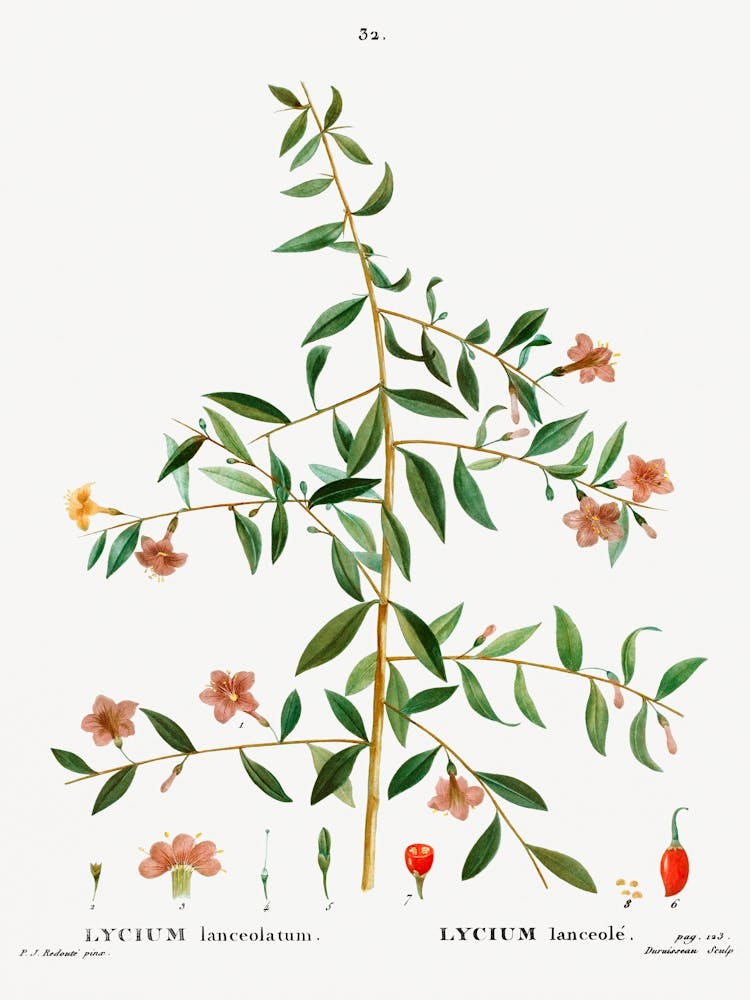 Lycium Lanceolatum, Pierre Joseph Redoute