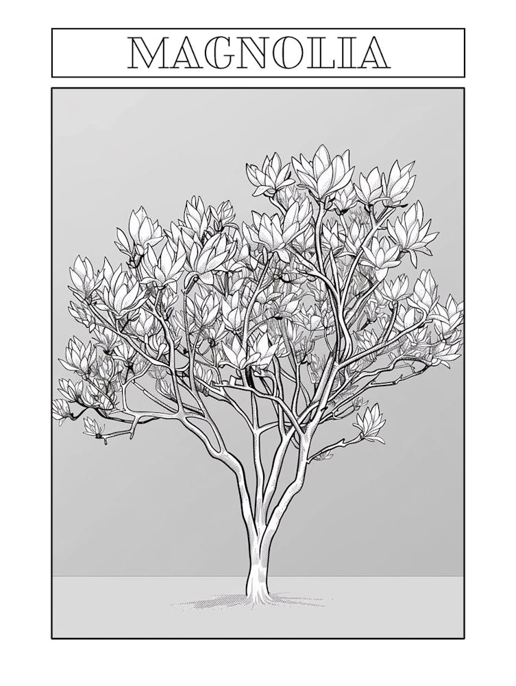 Magnolia Tree Minimalistic Drawing 1 Poster