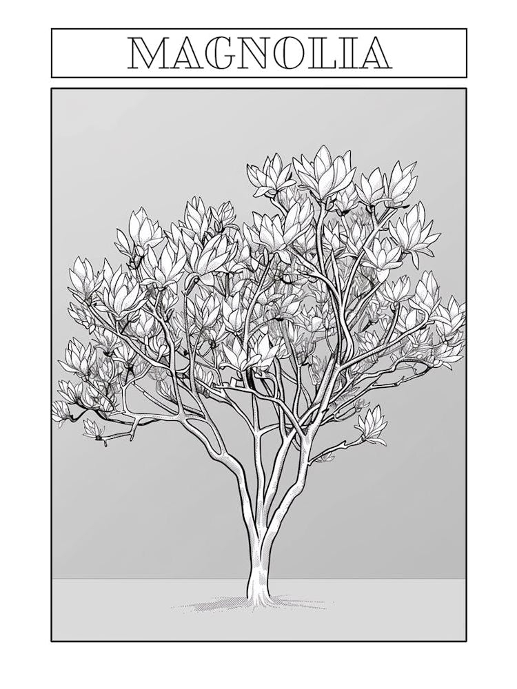 Magnolia Tree Minimalistic Drawing 1 Poster