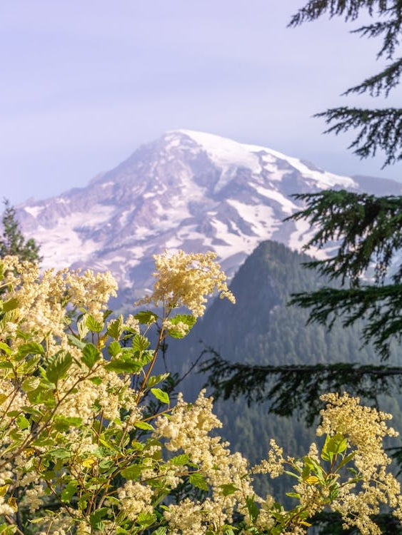 Divinity - Mount Rainier National Park - Wildflower Nature Landscape