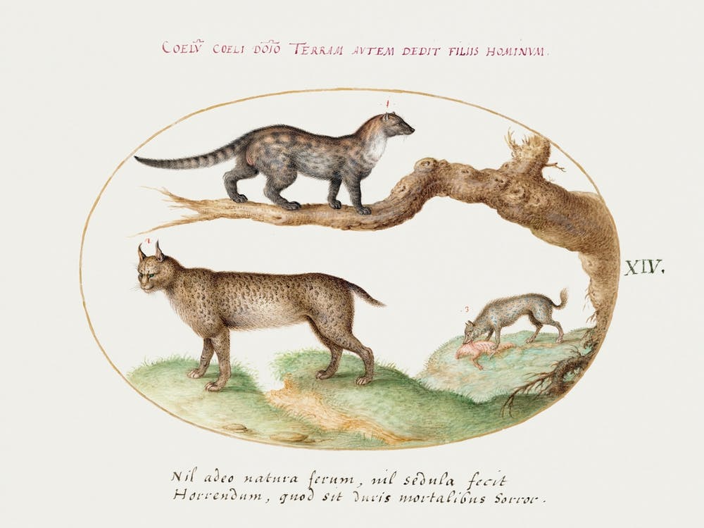 Civet, Lynx, And Hyena (1575–1580), Joris Hoefnagel