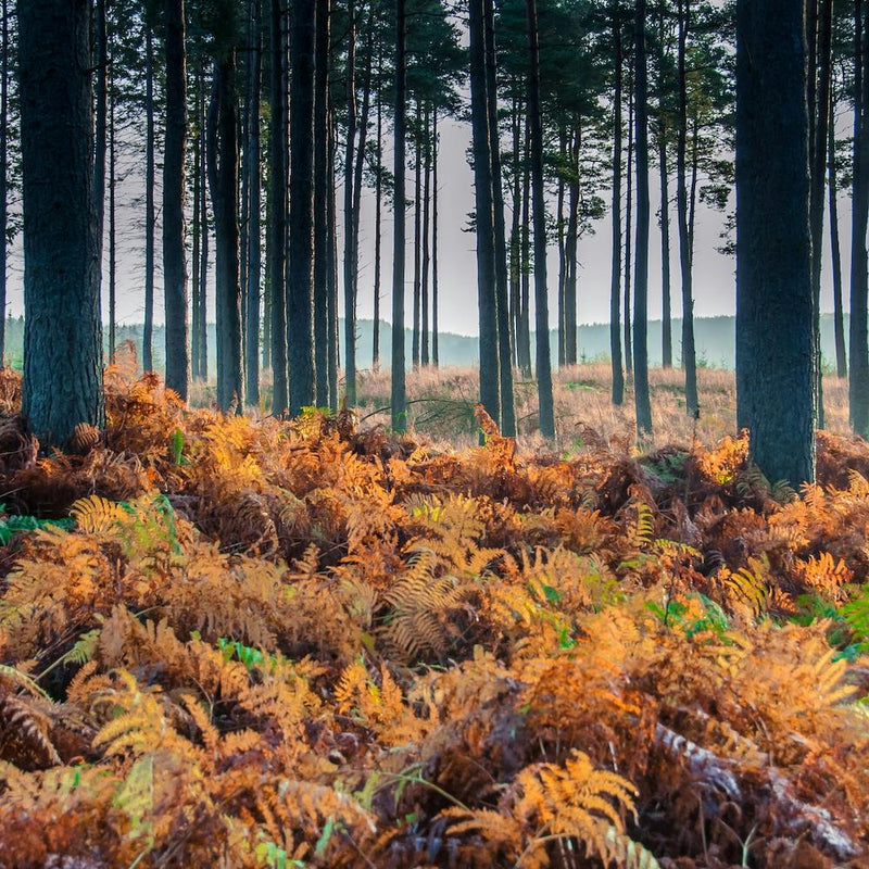 Ferns Nr Falston