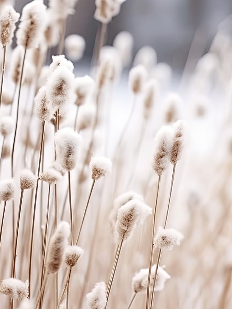 Photographie de Fleurs Blanches 3