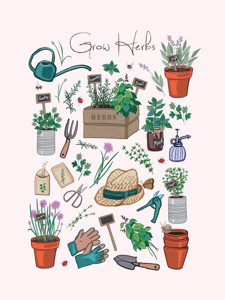 Grow Herbs