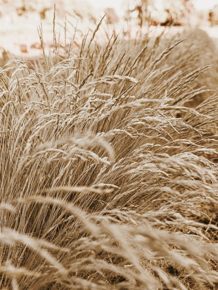 Beige Wheat Grass