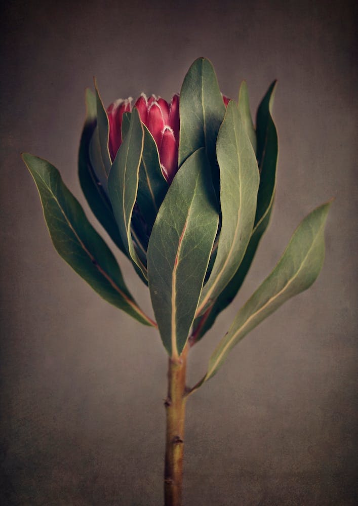 Red Protea 2