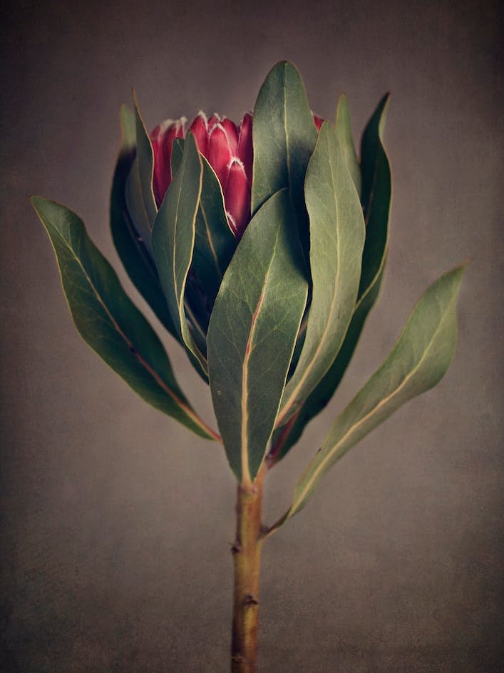 Red Protea 2