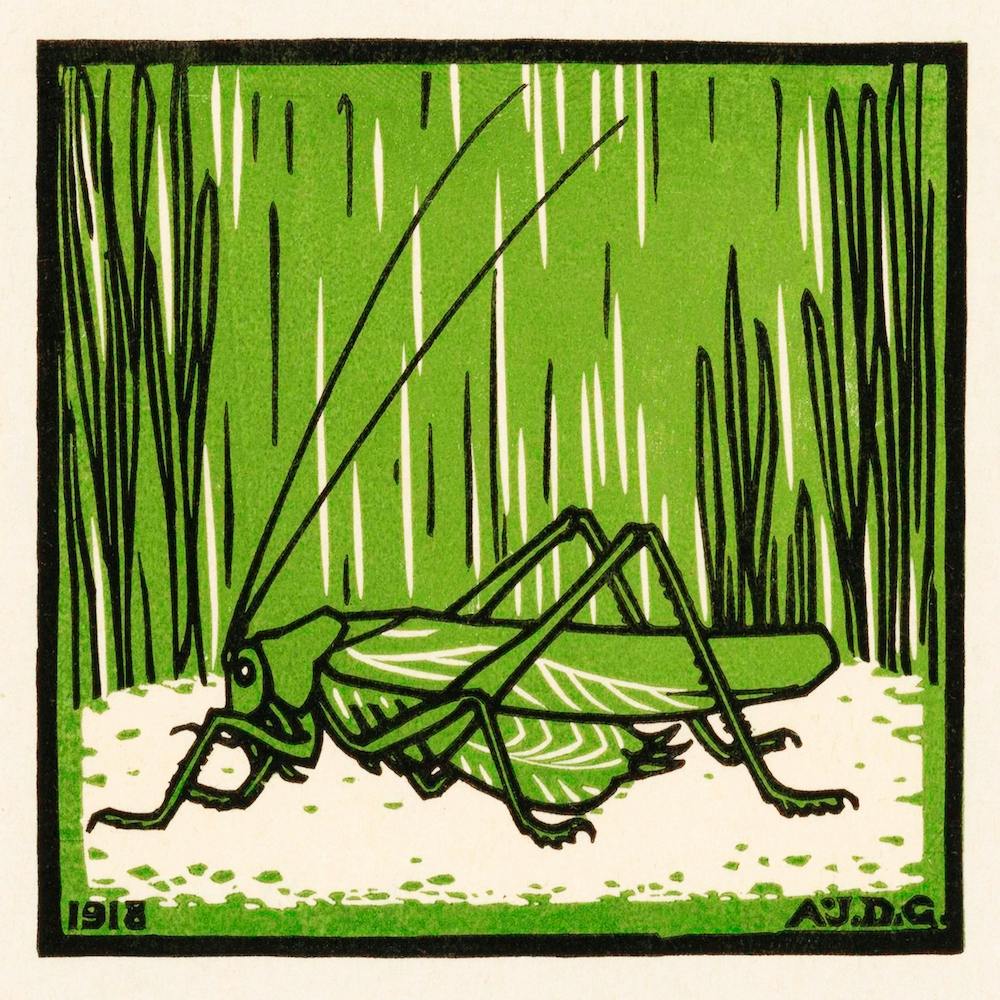 Grasshopper, Julie De Graag