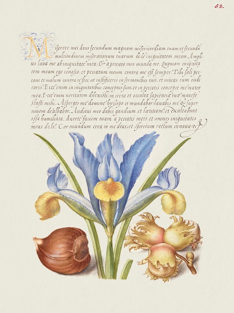 Spanische Kastanie, Englische Iris und Europäische Haselnuss Aus Mira Calligraphiae Monumenta, Joris Hoefnagel