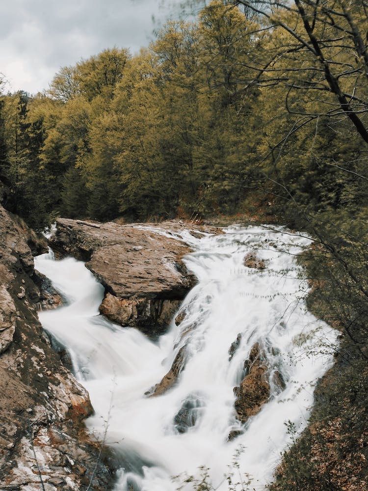 Oregon Forest Creek