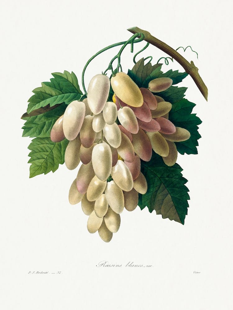 White Grape From Choix Des Plus Belles Fleurs, Pierre Joseph Redouté