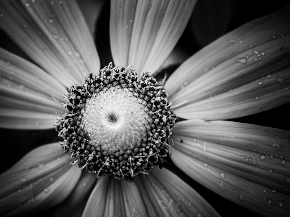 wrote a song for you Black & White