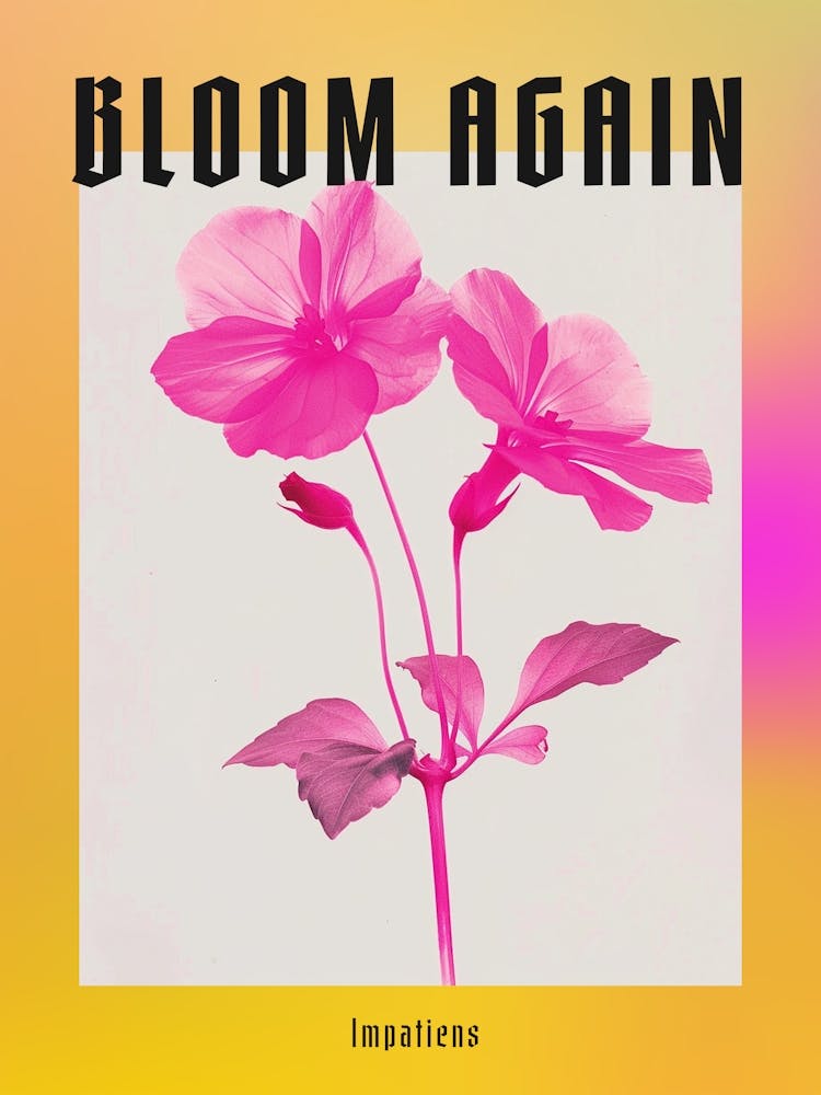 Hot Pink Impatiens 1 Poster