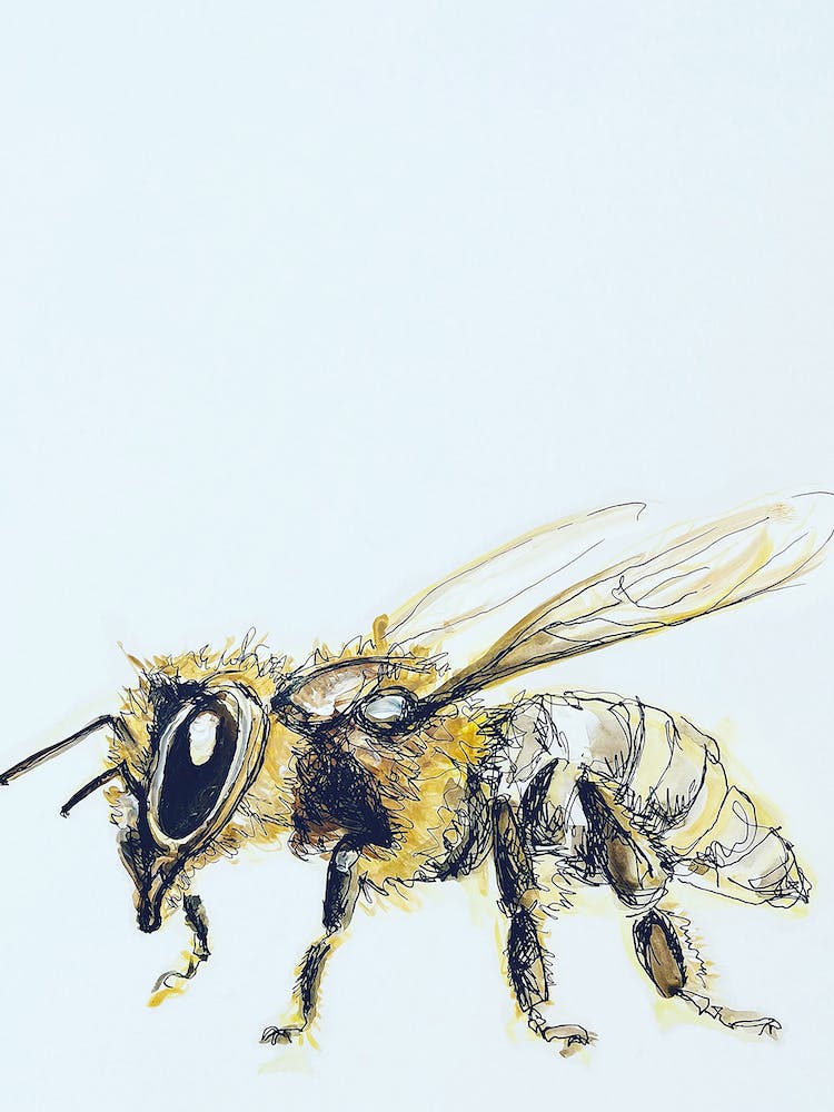 Honey Bee