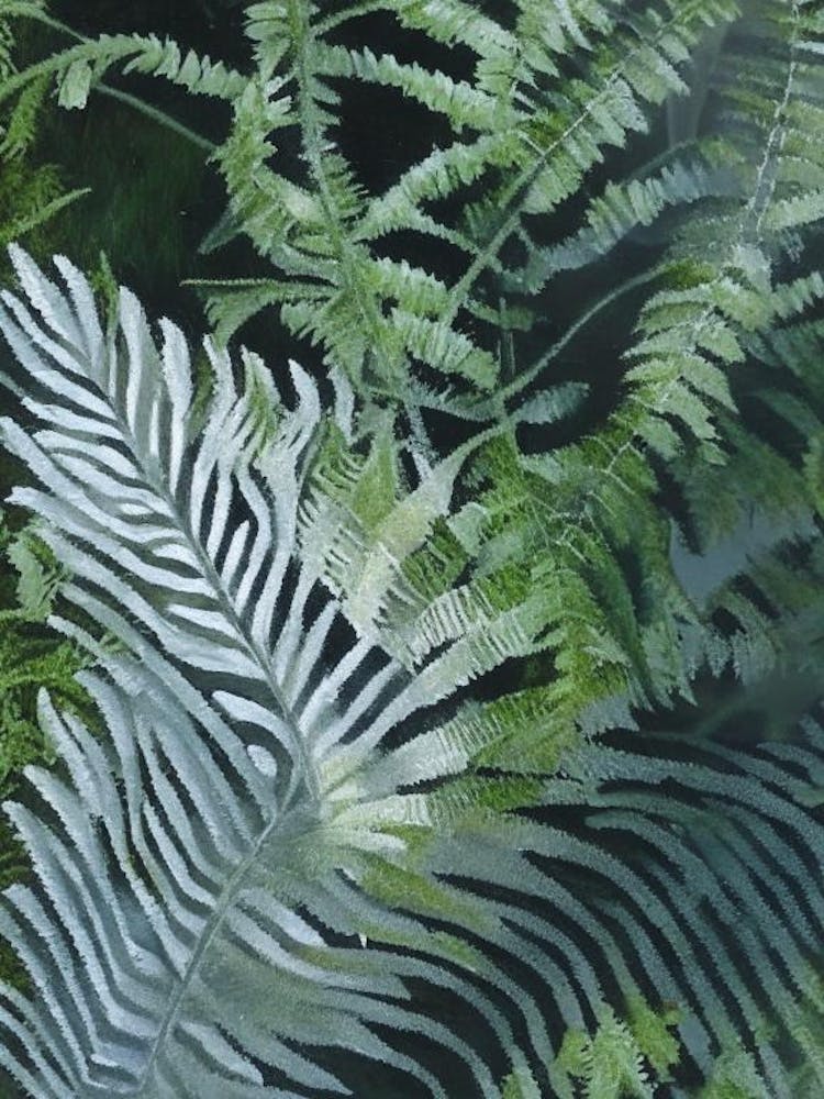 Silver Lace Fern 1 Cézanne Style