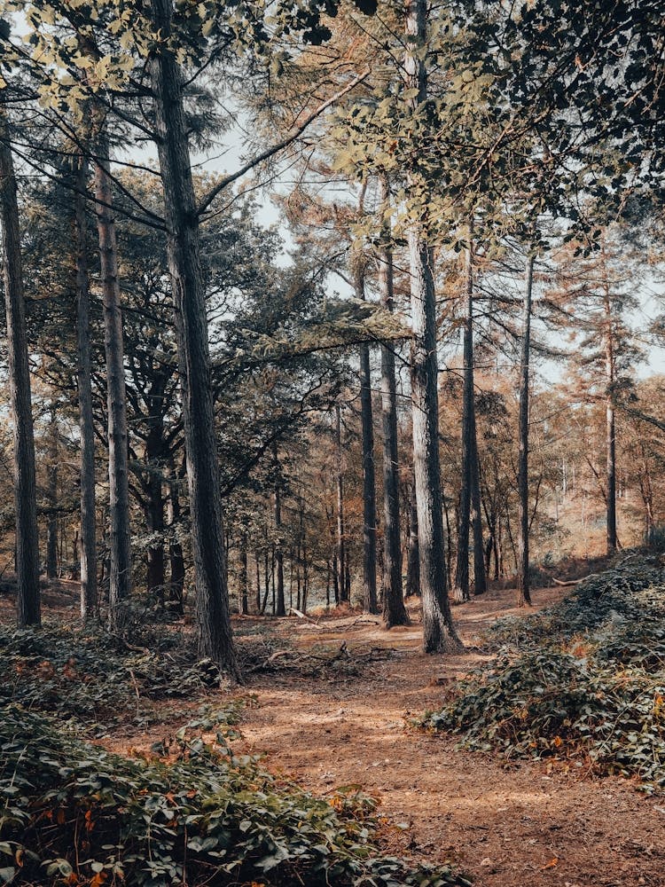 Path In The Woods