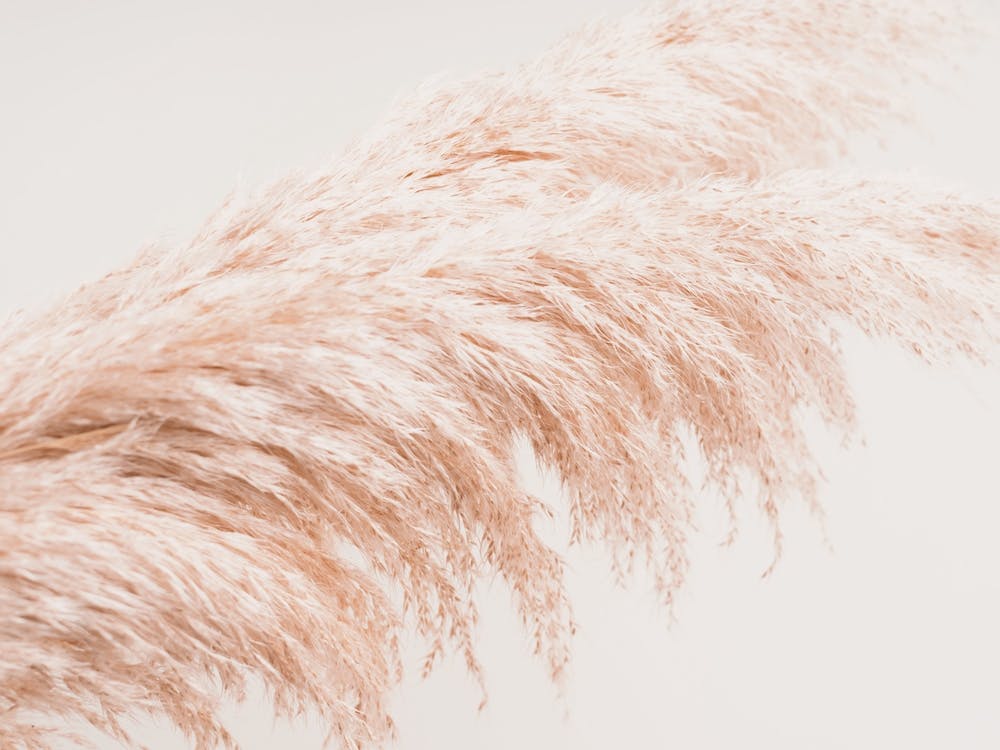 Dried Pampas