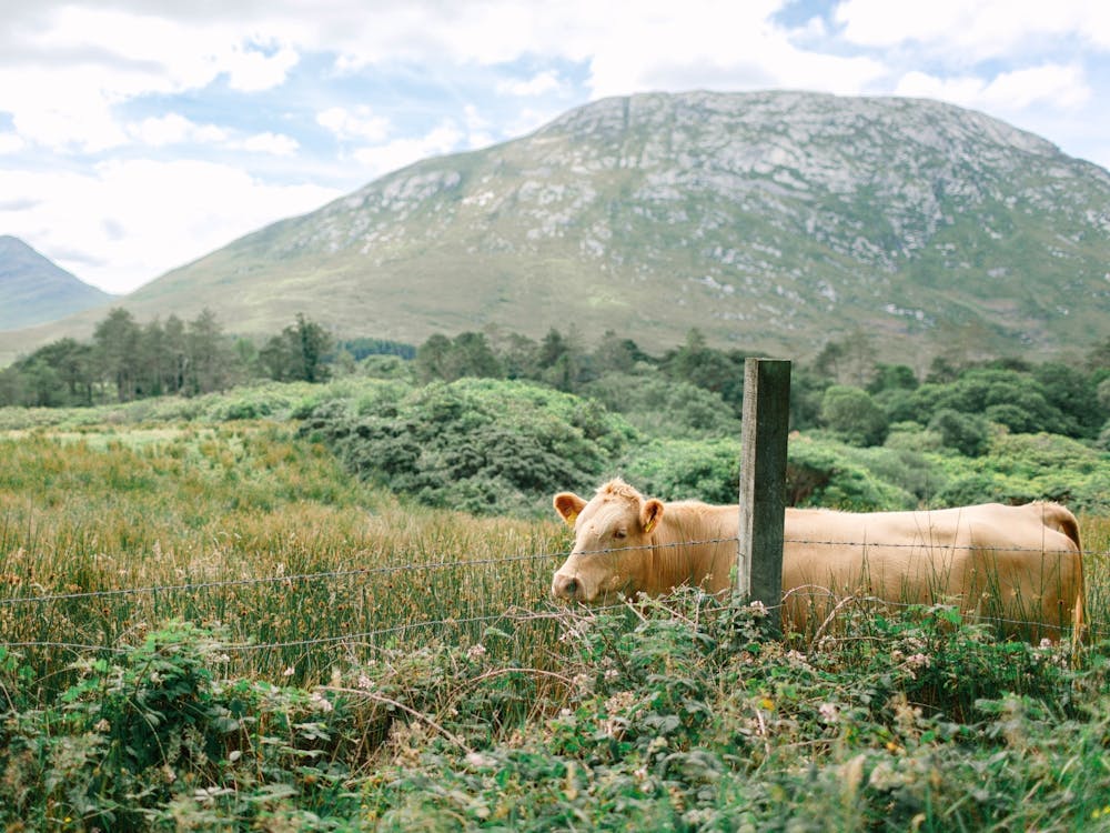 Irish Cow in a Field