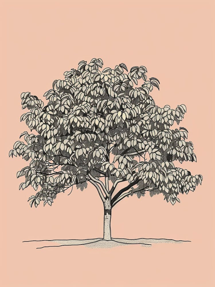 Pecan Tree Minimalistic Drawing 1