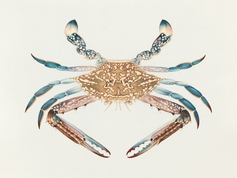 Portunua Pelagicus (Blue Crab) (1737–1770), Luigi Balugani