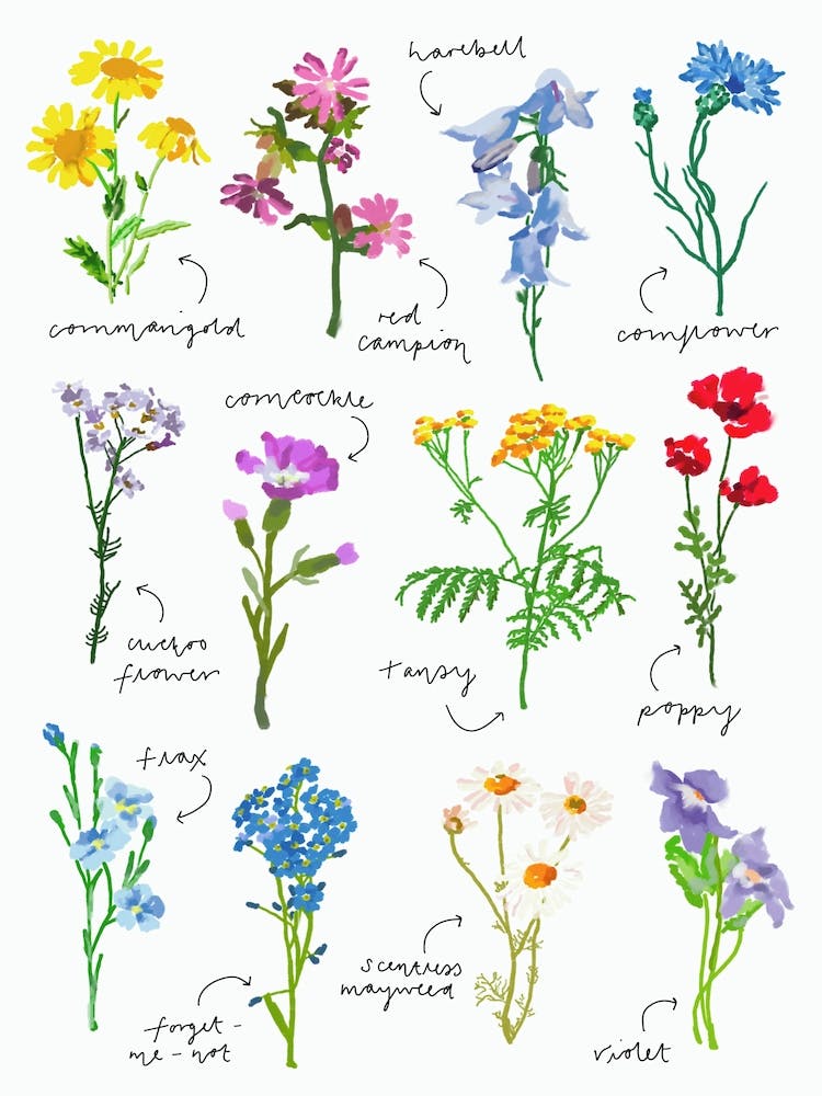 Wildflowers