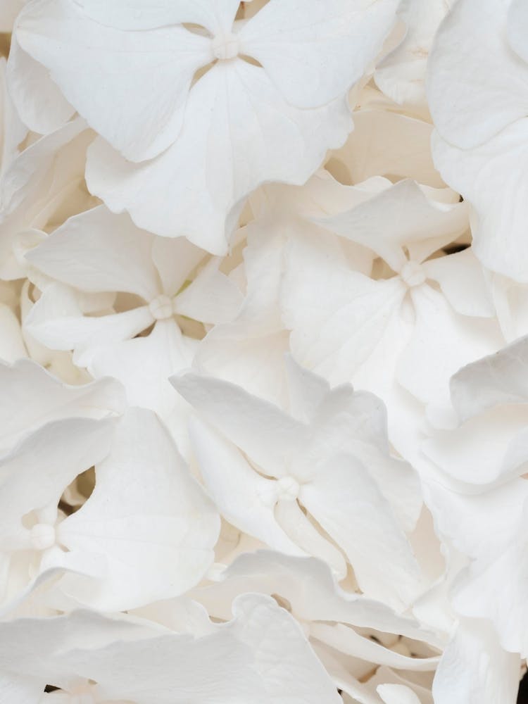 White Hydrangeas