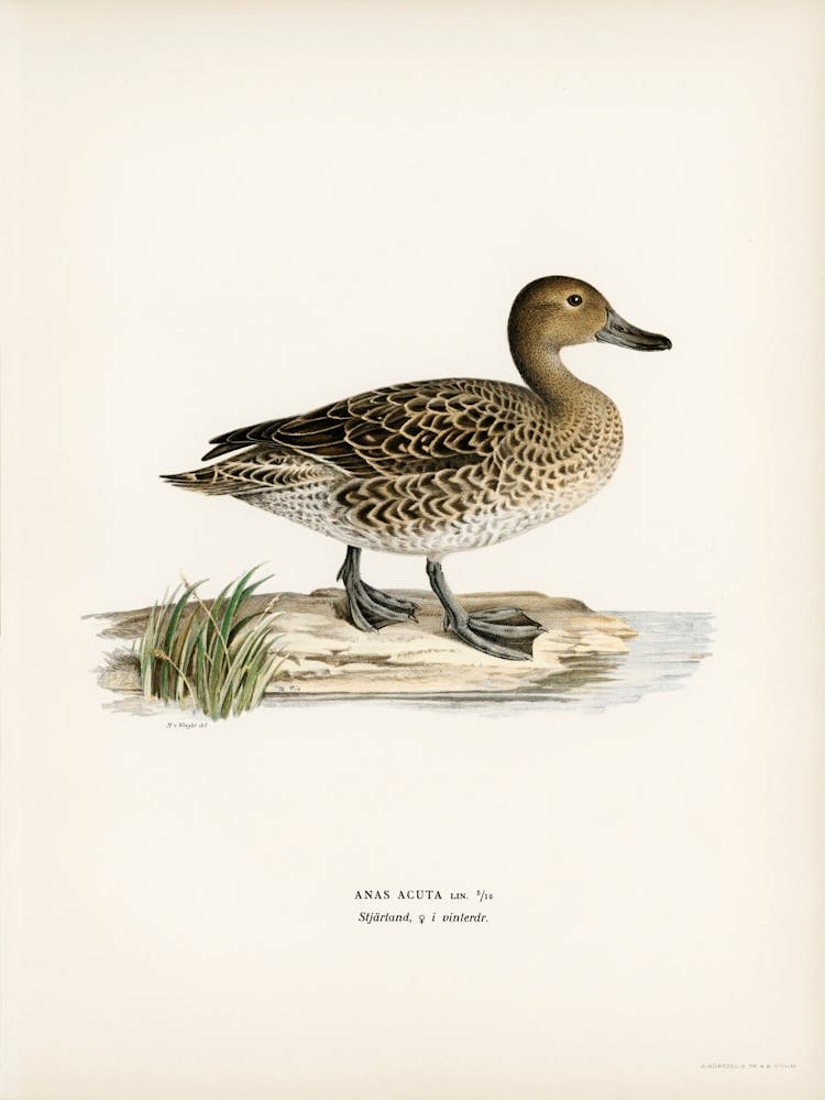 Pintail (Anas Acuta), The Von Wright Brothers