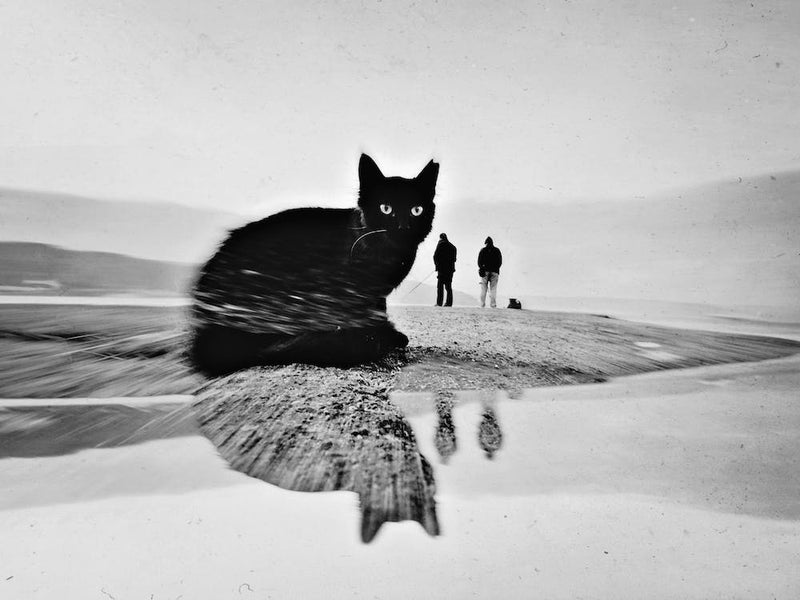 Black Beauty Cat