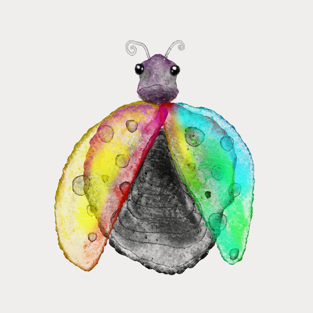 Ladybug