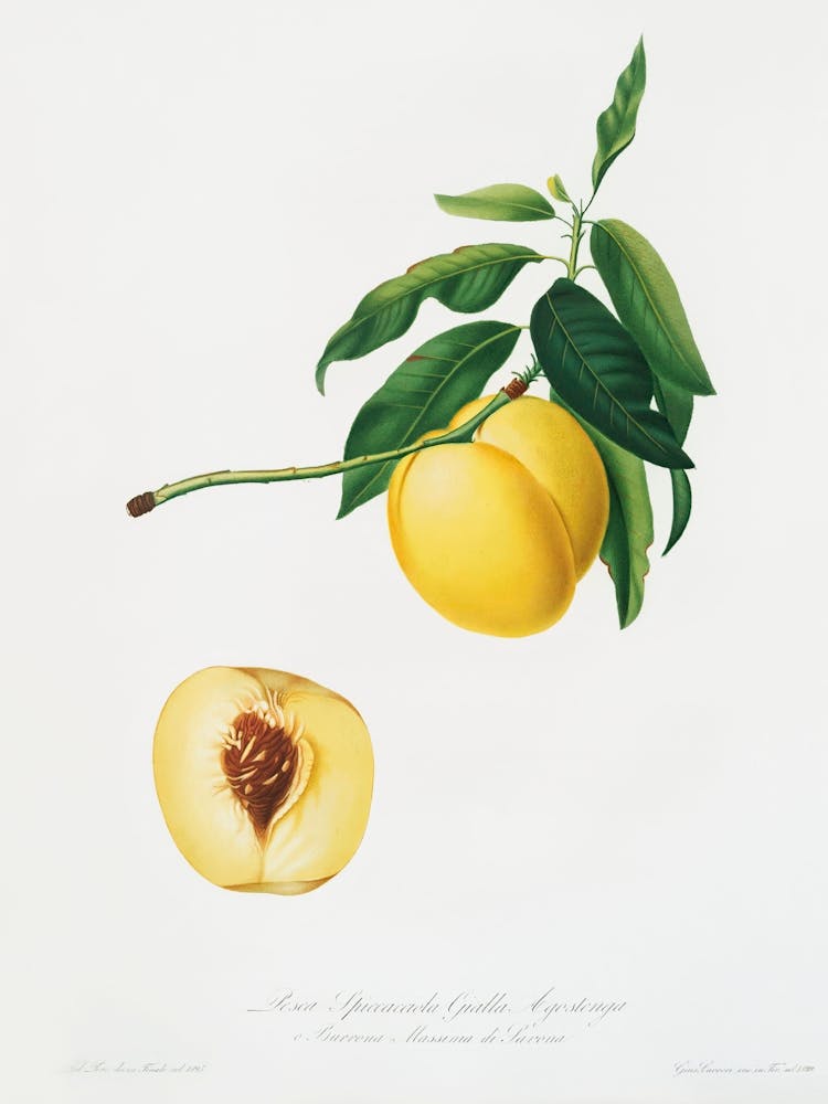 Gelbe Aprikose (Persica Iulodermis) Aus Pomona Italiana (1817 1839), Giorgio Gallesio