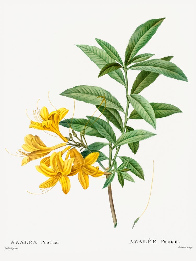 Yellow Azalea, Pierre Joseph Redoute