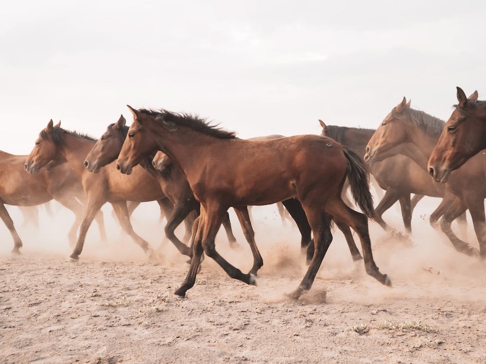 Wild Horse Herd
