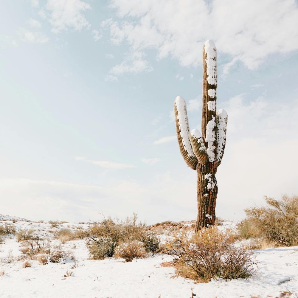 Snowy Winter Cactus