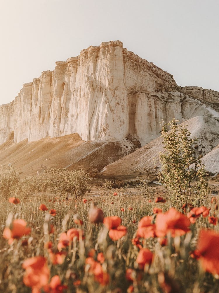 Fleurs de Coquelicots de Montagne
