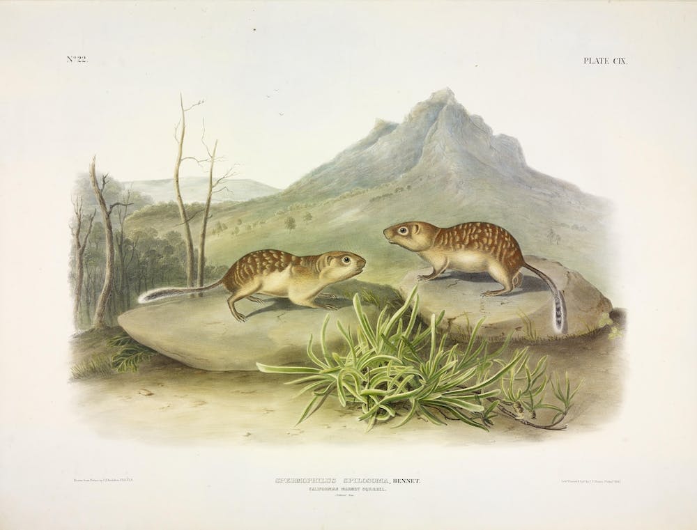 Californian Marmot Squirrel 2, John James Audubon