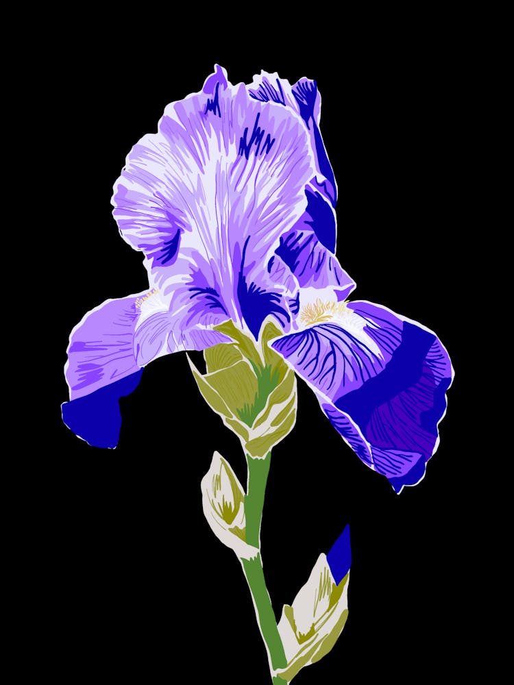 Iris Flower