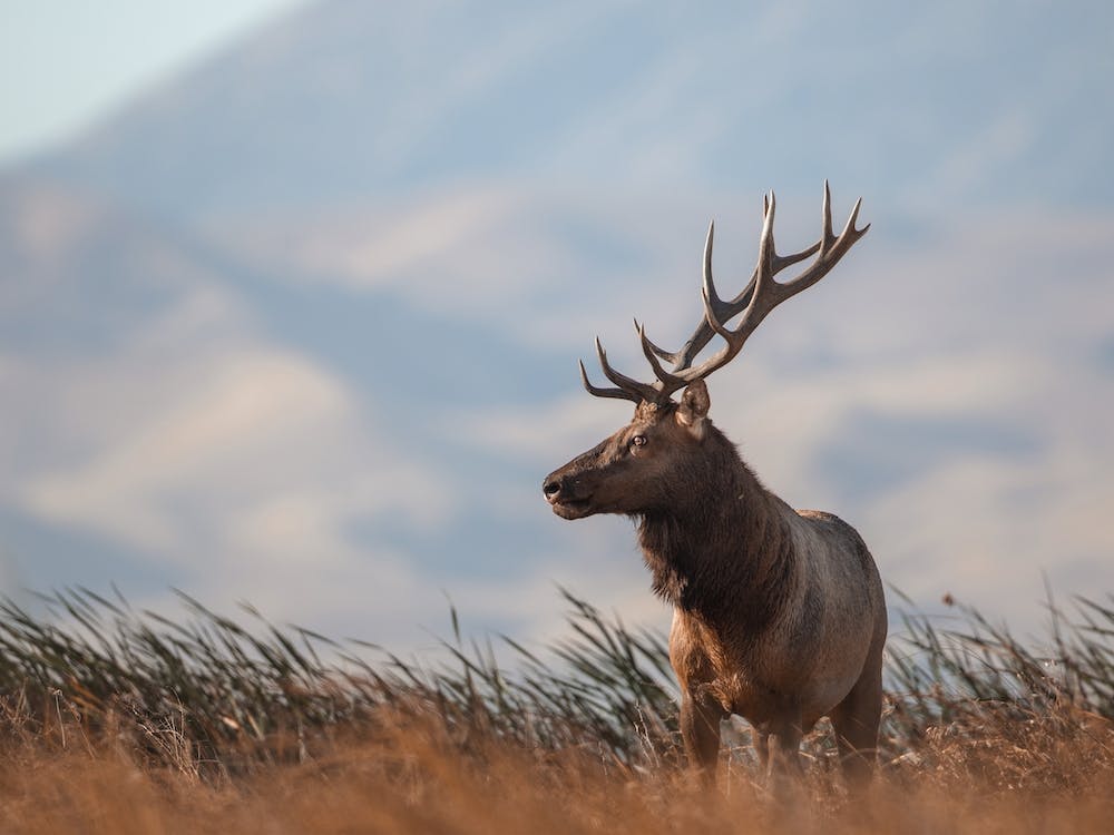 California Elk Landscape