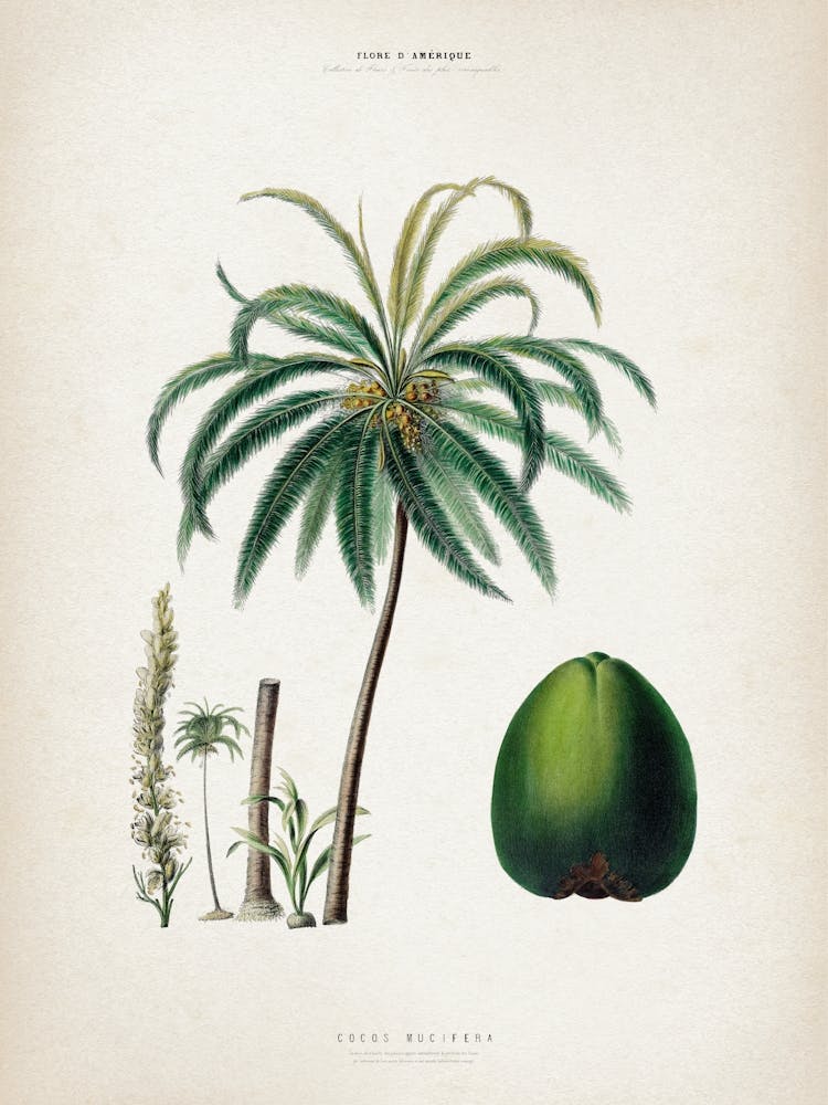 Vintage Denisse 5 Cocos Mucifera