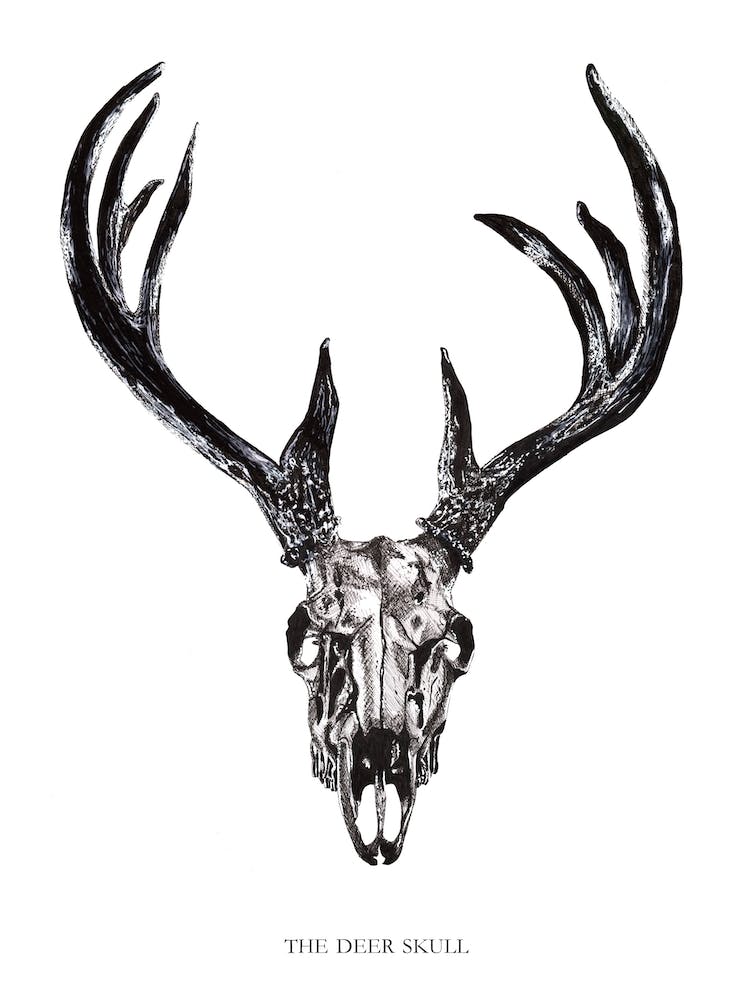 The Deer Skull