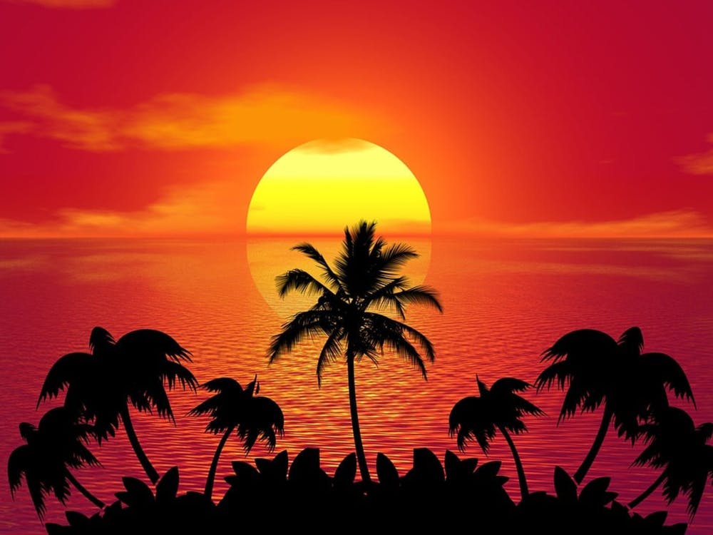 Sunset With Palm Trees